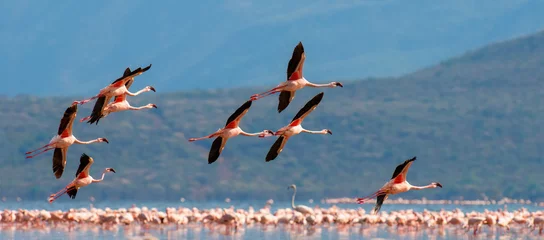 Selbstklebende Fototapeten Flamingos © byrdyak