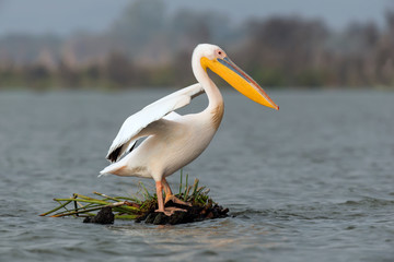 Great white pelican