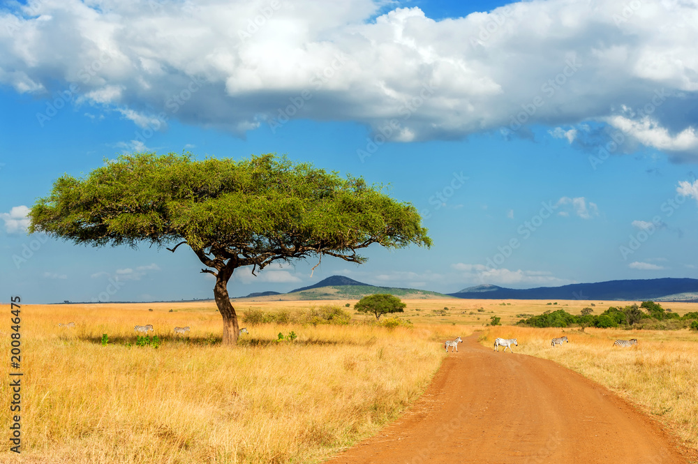 Canvas Prints Landscape with nobody tree in Africa