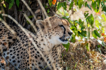 Wild african cheetah