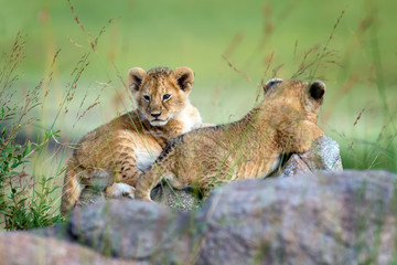 Lion cub