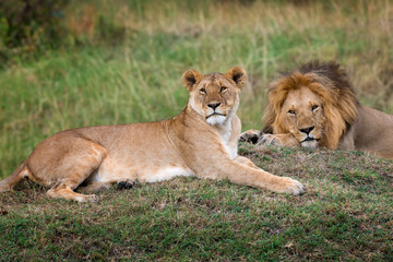 Obraz na płótnie Canvas Lion in National park of Kenya