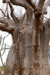 Baobabbaum (Adansonia digitata) - Afrikanischer Affenbrotbaum - Tansania 