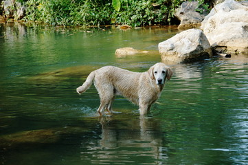 Yellow Labrador retriever swimming and playing tennis balls in the natural pond with beautiful water background. Water in the pond are bright green and so cold make the dog refreshing and joyful.