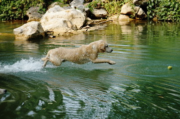 Yellow Labrador retriever swimming and playing tennis balls in the natural pond with beautiful water background. Water in the pond are bright green and so cold make the dog refreshing and joyful.