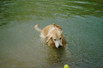 Yellow Labrador retriever swimming and playing tennis balls in the natural pond with beautiful water background. Water in the pond are bright green and so cold make the dog refreshing and joyful.