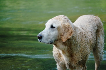 Yellow Labrador retriever swimming and playing tennis balls in the natural pond with beautiful water background. Water in the pond are bright green and so cold make the dog refreshing and joyful.