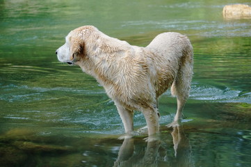 Yellow Labrador retriever swimming and playing tennis balls in the natural pond with beautiful water background. Water in the pond are bright green and so cold make the dog refreshing and joyful.