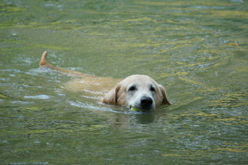 Yellow Labrador retriever swimming and playing tennis balls in the natural pond with beautiful water background. Water in the pond are bright green and so cold make the dog refreshing and joyful.