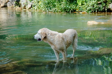 Yellow Labrador retriever swimming and playing tennis balls in the natural pond with beautiful water background. Water in the pond are bright green and so cold make the dog refreshing and joyful.