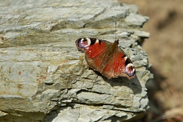 Wild multicoloured peacock butterfly (Aglais io) sitting on grey rock, open wings, summer, springtime, daylight, background, stone, red, blue, purple, orange, black, white, worn out 
