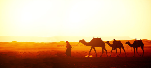 Caravan van kamelen in de Saharawoestijn, Marokko