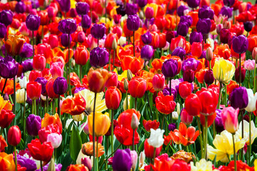 Field of tulip flowers in Keukenhof park in Amsterdam, spring blossom colorful background