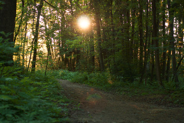 A path in the forest, the sun shines through the branches of trees, a shadow and a coolness