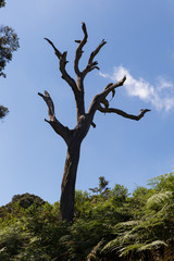Fototapeta na wymiar Toter Baum - Afrika