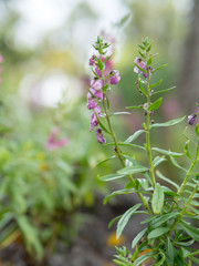 Purple, pink, red, flowers in the garden in vintage style soft focus.
