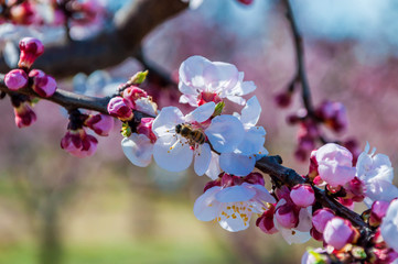 Fleurs d'abricotier et abeille