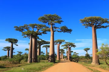 Abwaschbare Fototapete Baobab Baobab-Highway