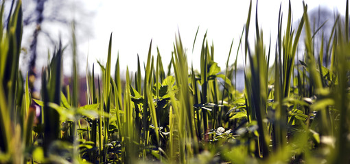 Obraz premium Landscape
