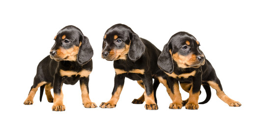 Three cute puppy  Slovakian Hund, standing together, isolated on a white background