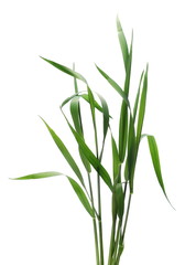 Green young wheat isolated on white background, with clipping path