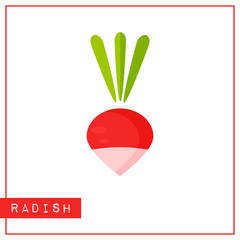 Bright memory training card with colorful vegetable. Flat design isolated red and pink color radish with shine and shade. Vector illustration for vegeterian infographic or healthy diet banner,
