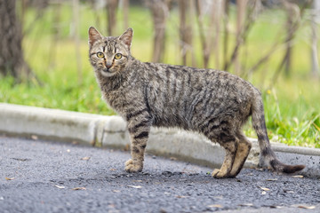 Homeless cat on the street