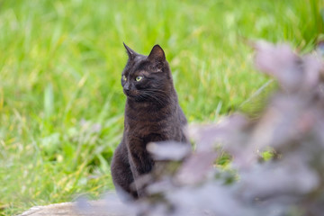 Portrait of black beautiful cat in park 3