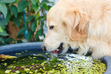 Female Golden retriever drinking water in fishbowl after playing in afternoon time.