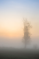 Wiosenny świt. Drzewa we mgle
