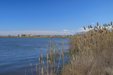 Tall dry grass by the lake 2