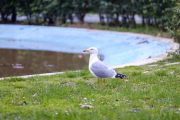 Portrait of seagull on grass in park