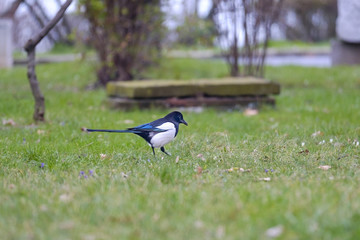 Magpie in park 2