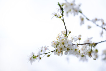 First flowers in almond tree 1