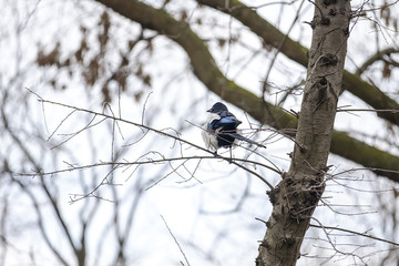 Magpie sitting on the tree