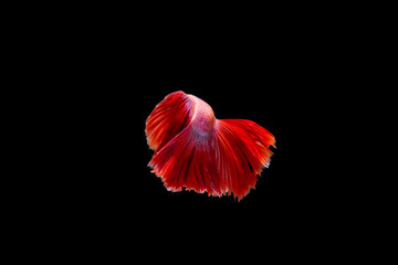 Beautifull freedom Betta fish, Half-moon better fish, betta splendens isolated swim on black background