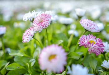 The first spring flowers 6