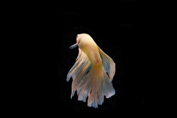 Obraz premium Beautifull freedom Betta fish, Half-moon better fish, betta splendens isolated swim on black background