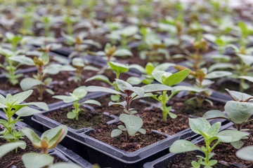 Tray of seedlings