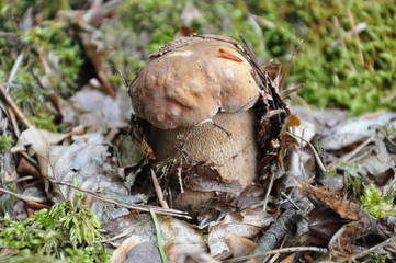 Borowik © Andrzej