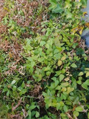 bush