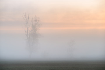 Obraz na płótnie Canvas Wiosenny świt. Drzewa we mgle