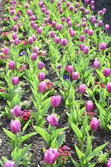 Tulipes violettes au jardin