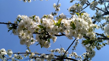 tree flowers