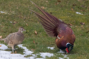 Cock pheasant (Phasianus colchicus) in a courting display with a hen