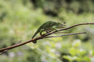 Chameleon - Tansania - Afrika