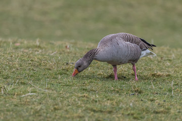 Greylag goose (Anser anser) grazing in a field