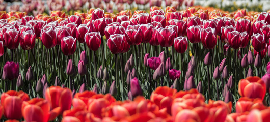 Keukenhof 