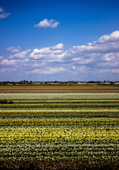 Keukenhof 