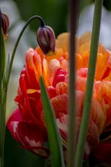 Fotobehang Keukenhof  © AnaCristina